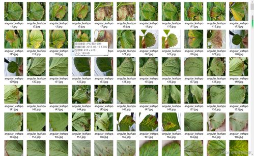 深度学习 植物 农作物图像数据集大合集 二