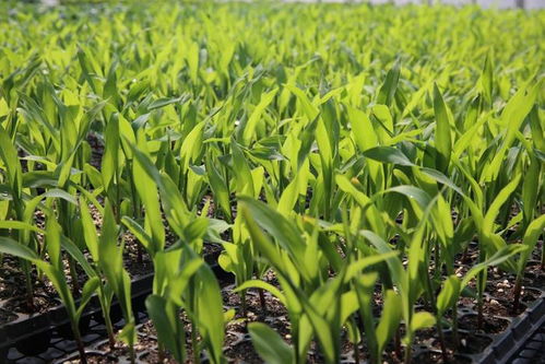 新质 密码 沈阳秋实 植物工厂 引领农业未来