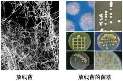 微生物菌剂农业应用原理!