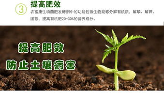 为什么鸡粪直接上地会造成烧根烧苗的问题
