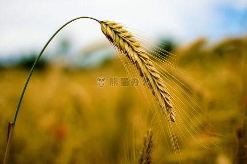 农业大麦模糊jpg格式图片下载 2304 1533像素