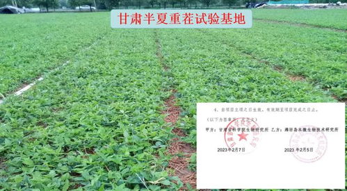 解决重茬问题的钥匙 岛本酵素菌复合微生物技术