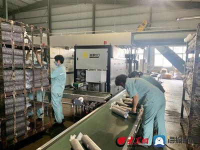 老区新貌·崮乡走在前:新政聚才 小香菇为蒙阴撑起"致富伞"