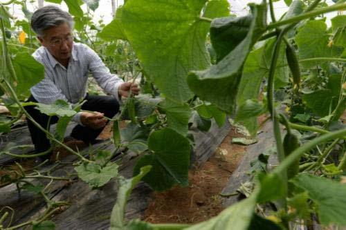 美国机械化采摘黄瓜,一天可收1000吨 为啥我们没有这种机器