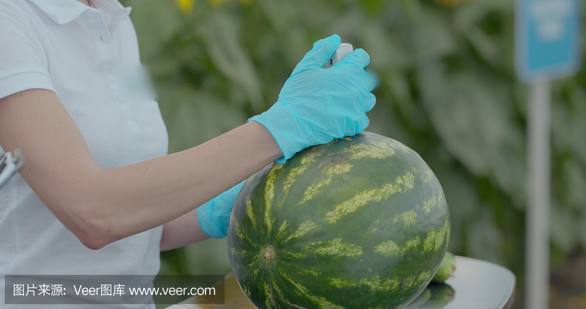 生物学家或农学家通过便携式数字设备测量西瓜中的硝酸盐含量。西瓜的硝酸盐和辐射分析。