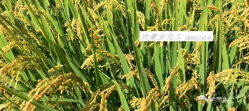 最新 农化巨头先正达 syngenta 收购全球生物制剂领导者瓦拉格罗 valagro 公司