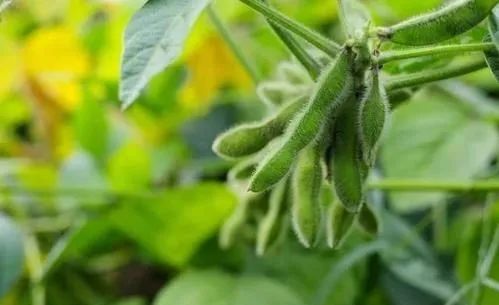 解读 农业农村部对农业转基因生物研发应用6点新要求
