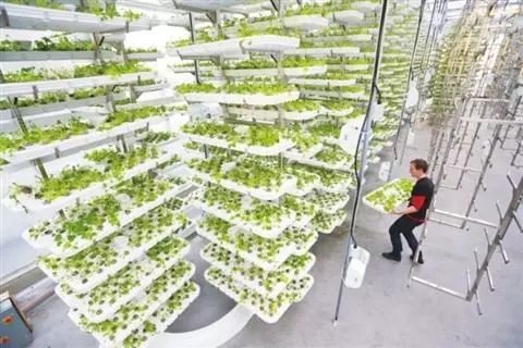 不惧怕恶劣天气 虫害的农产品在哪里 就在这个 植物工厂 里