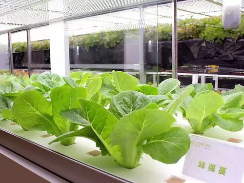 食品安全,植物工厂机械化 中药健康,农业休闲美如画 药最网