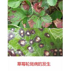 广东生物农药 拜农生物 在线咨询 草莓生物农药