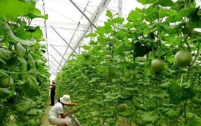 中国生物农业:乱象丛生,竞争无序,进化在即