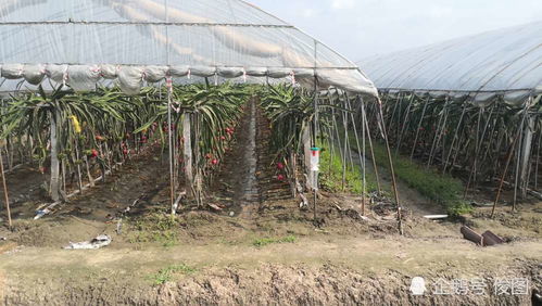 种植火龙果,树下养小动物,5旬农民搞生态农业,亩赚2万元