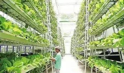 全国多地出现农产品滞销情况,大品牌农业建设能否化解?