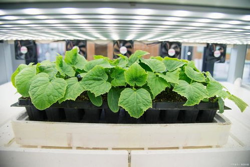 环境监测技术助力植物工厂种植生产工作,提高农作物产量 品质